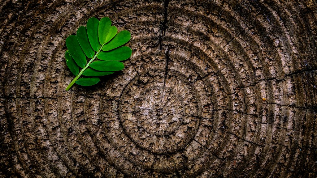 Trees Stump with Leaf from Hedges on top 